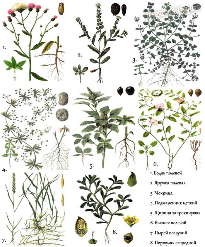 Полные названия растений